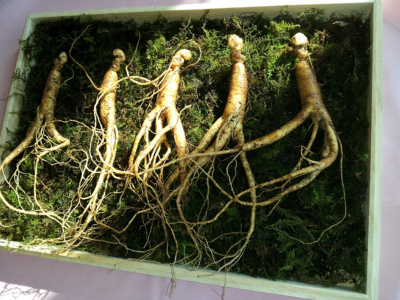A Guide to Ginseng Beyond Traditional Uses and Modern Benefits